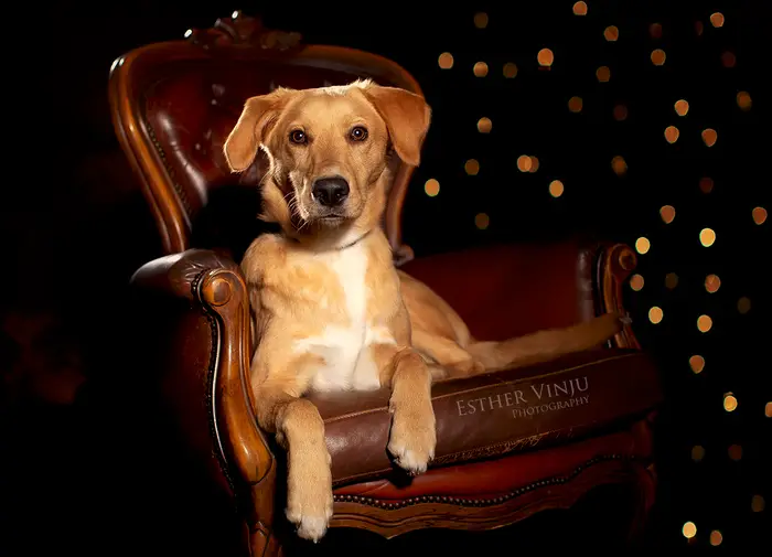 Lichtbruine hond gezeten in een antieke bruinleren fauteuil, met wazige lichtjes op de achtergrond